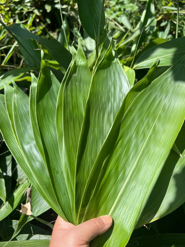 湖南怀化高山新鲜粽子叶包粽子专用不破粽叶箬叶