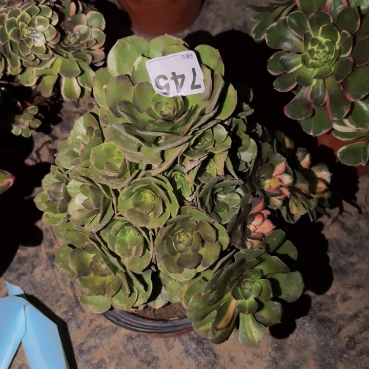 745海王七彩多肉植物不售后