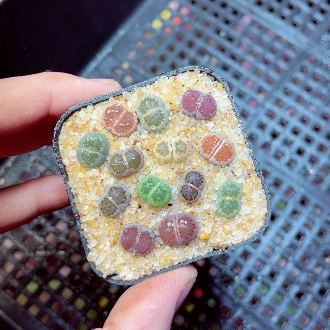 517生石花带盆发1