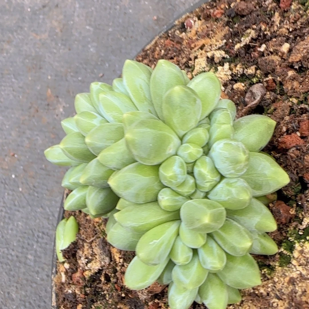 ****汉堡多肉植多肉植物