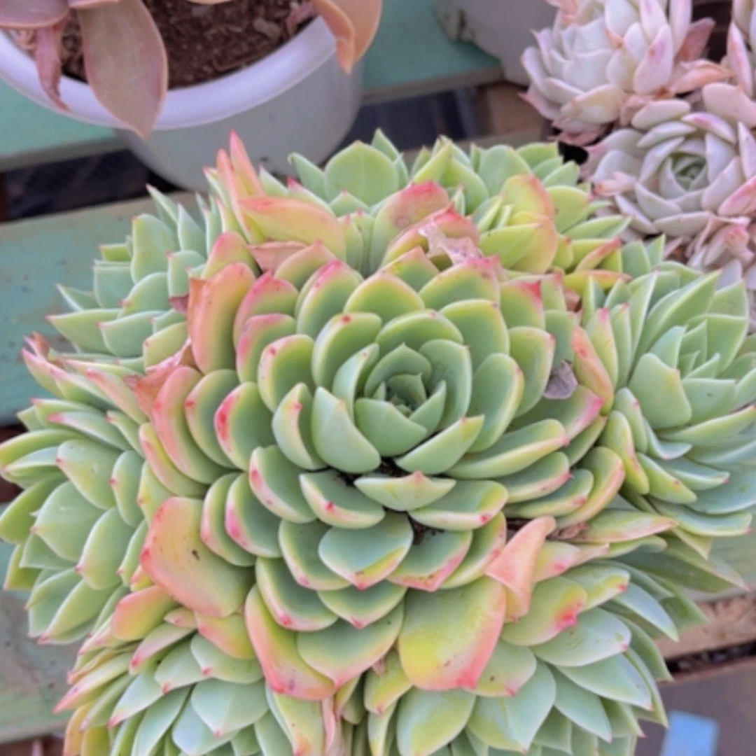 【闪购商品】三色堇1473