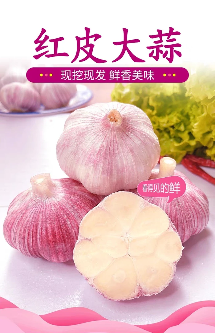 2025年农家鲜蒜现挖现发河南紫皮大蒜炒菜炖菜研制腊八蒜糖蒜醋蒜