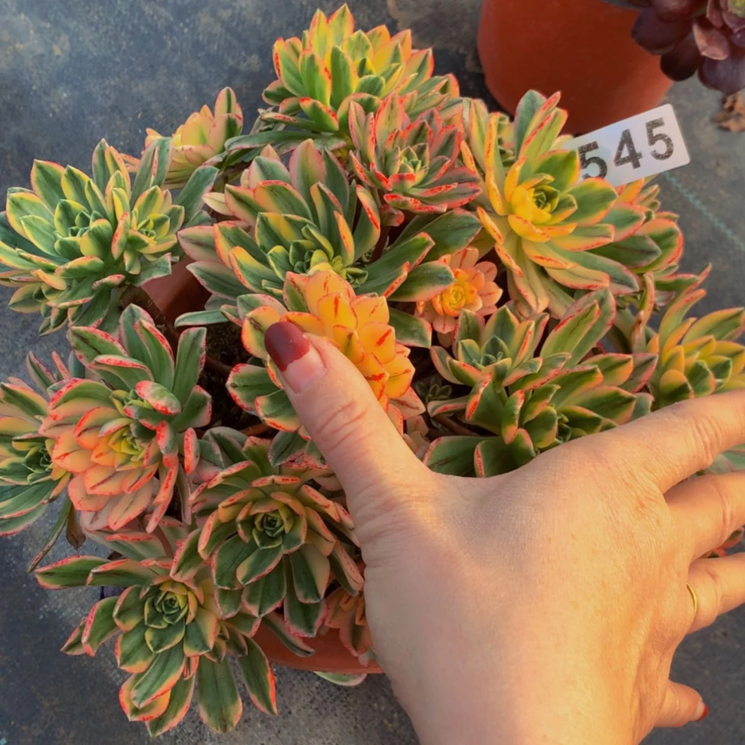 【闪购商品】545甜茶多肉