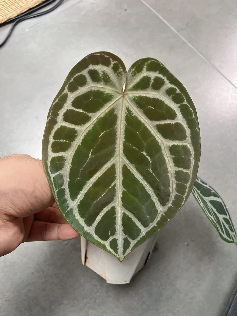 【SKG 粉柠檬 x 黑寡妇 米歇尔】天南星科  热带植物