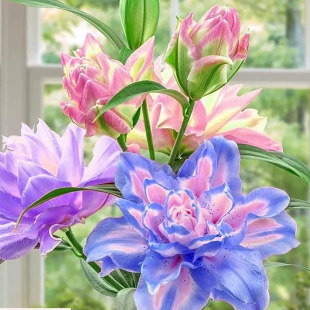 送盆栽好盆栽香水百合花盆栽重瓣浓香室内外耐寒热花卉养死包赔