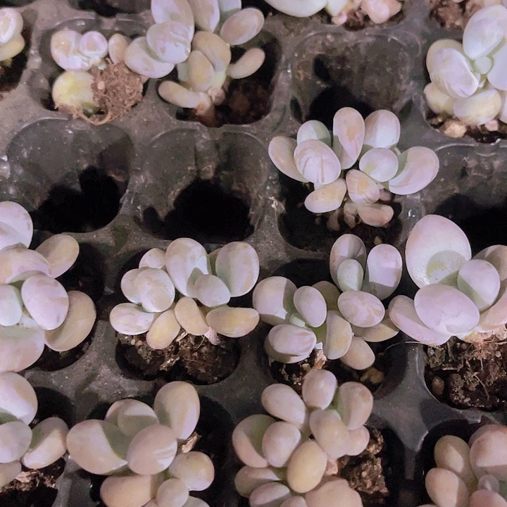 精品蛋黄奶多肉植物