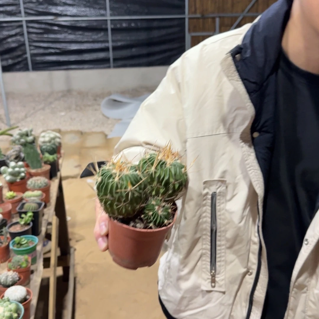 景树园艺 三头实生根振武玉