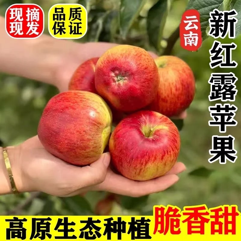 云南昭通早熟红露糖心苹果5斤装现摘新鲜营养甜脆甜W