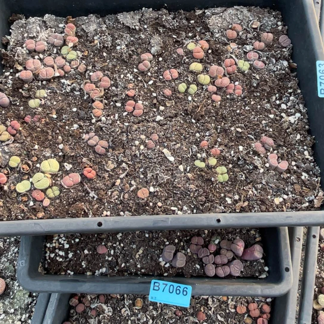 冲***吖7063、7066两筐不售后