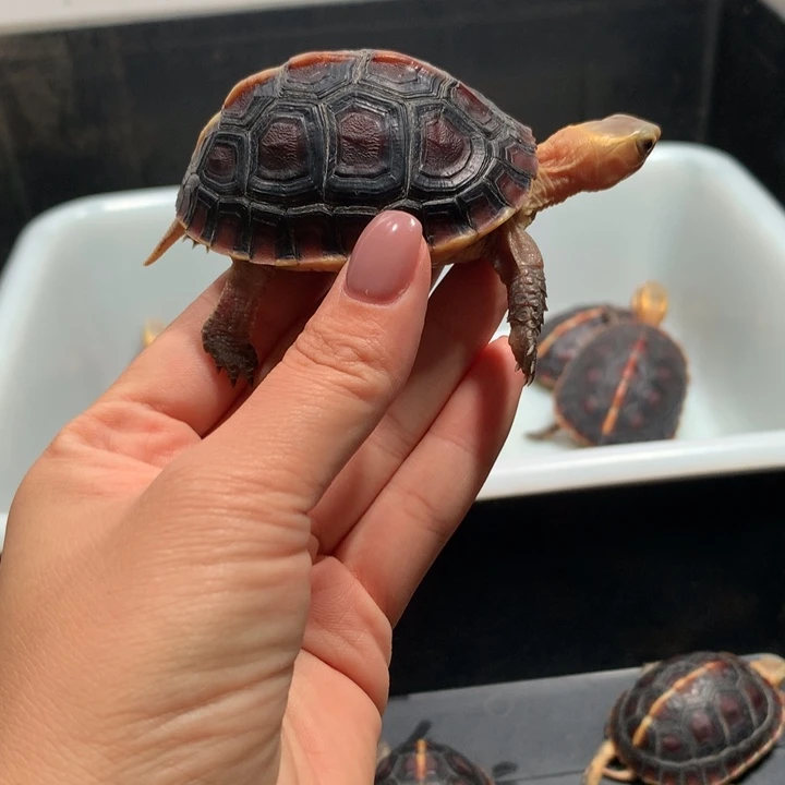 公宠物龟假****?网红宠物龟安缘龟