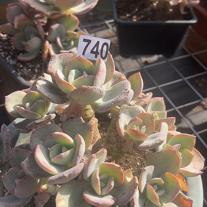 小***小740血凤脱土发货不退不换