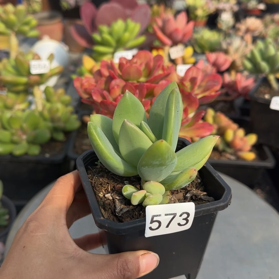 573号一物一拍一物一拍