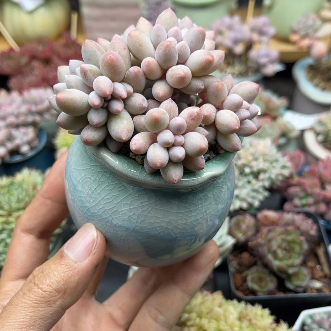 粘*精051 带陶瓷盆发货 满28包邮