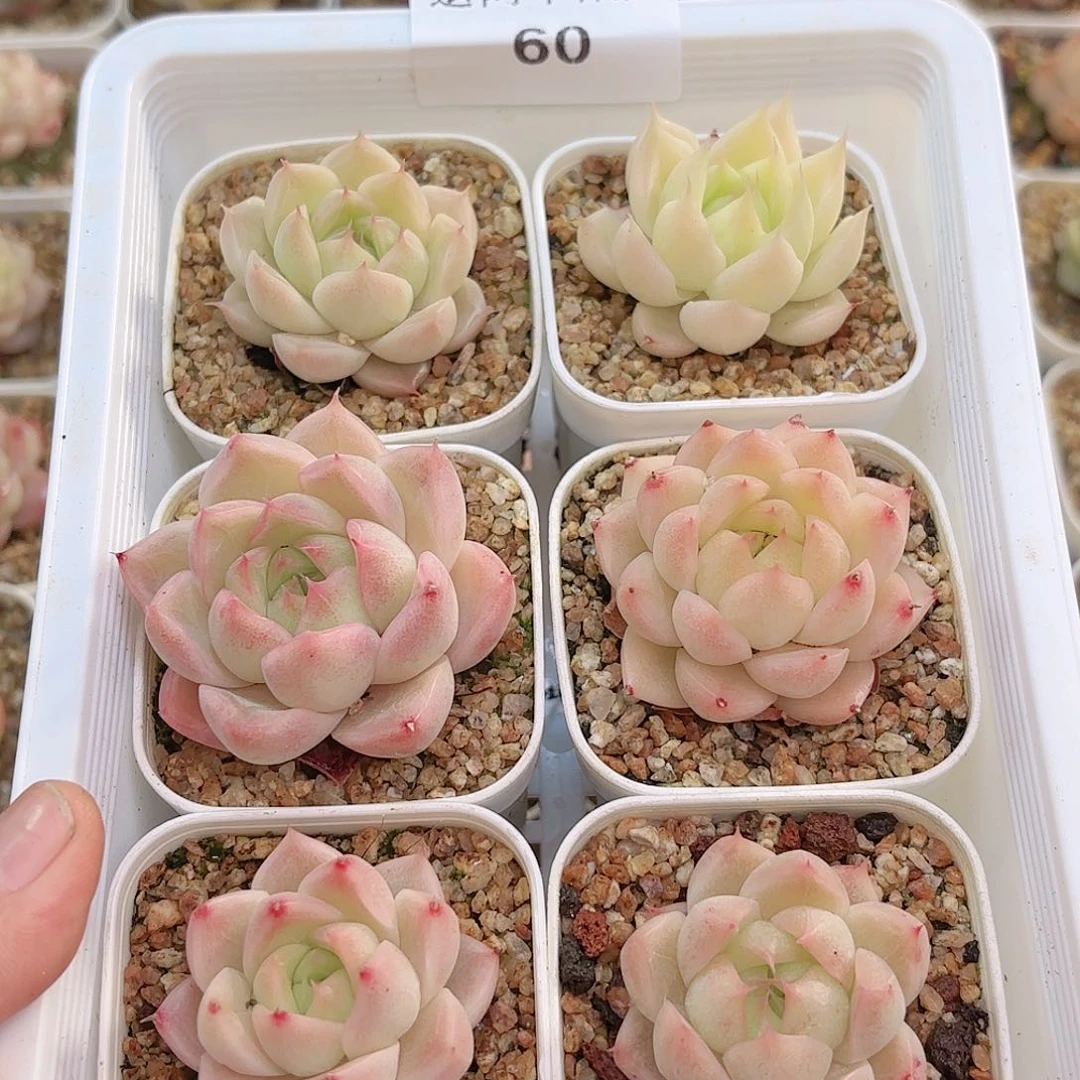 掀****王60 新疆西藏不发货 其他一单包邮 多肉