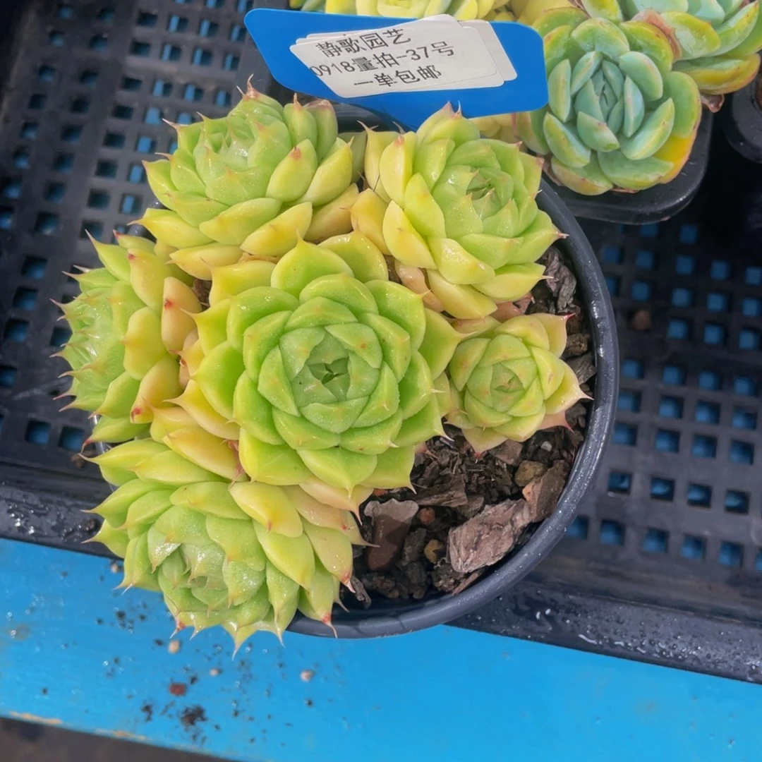 0918-37-山茶花麦秆一颗