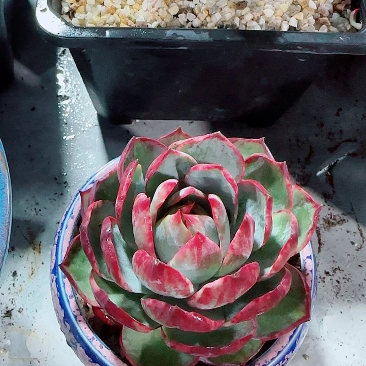 ?****g惊鸿仙子多肉植物