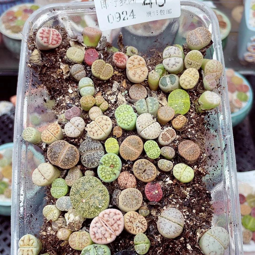生石花18包邮0924-40