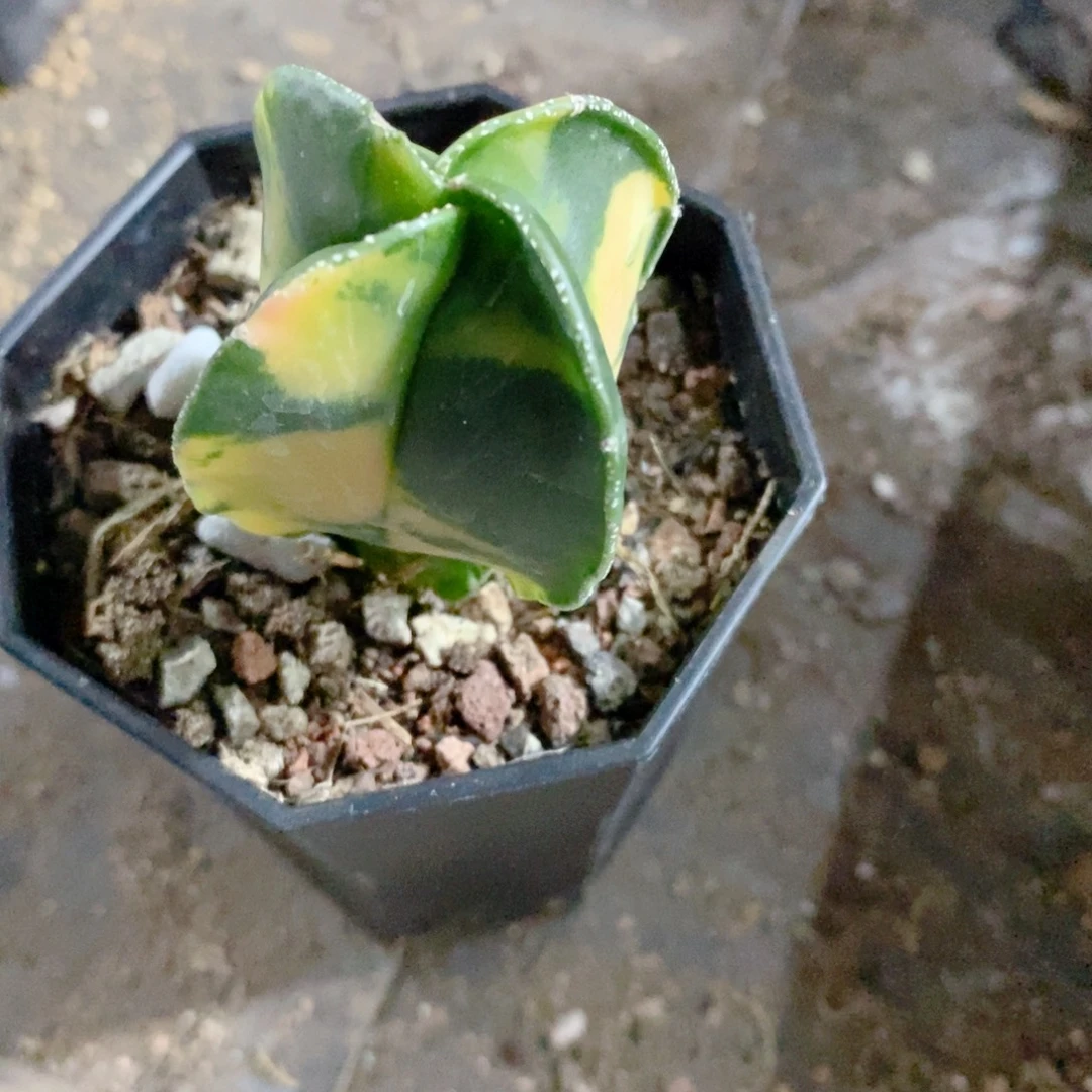 平***安实生 鸾凤玉4公分左右一物一拍