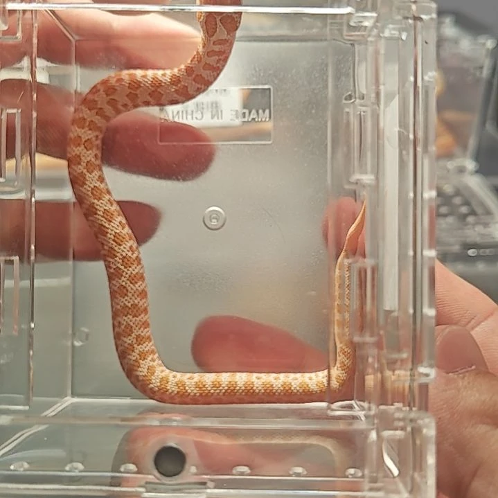 豹纹守宫白化北极公