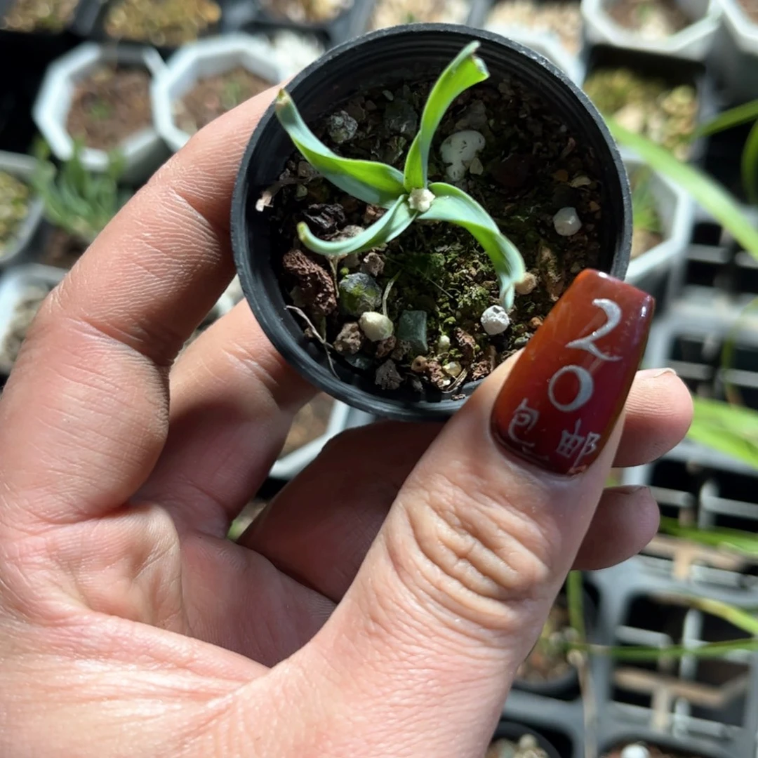 正版宽叶弹簧草单头发货