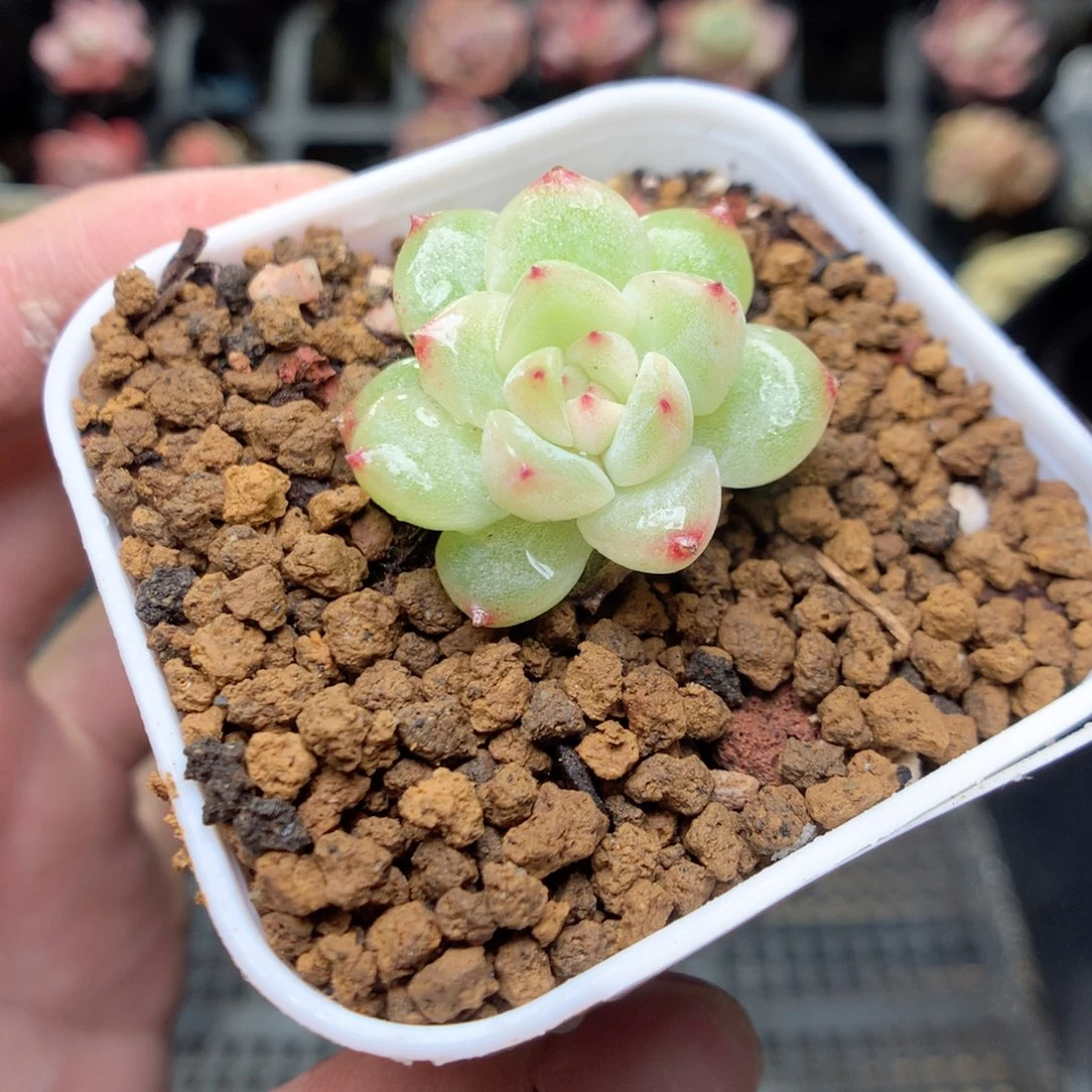 T158y y y y y y y y