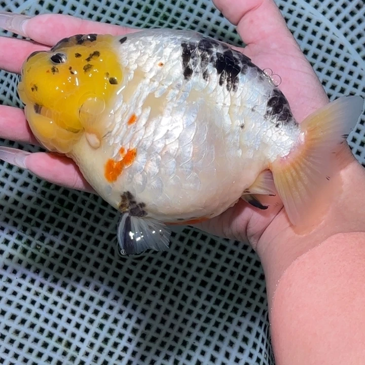 海水鱼金鱼兰寿活体淡水观赏鱼