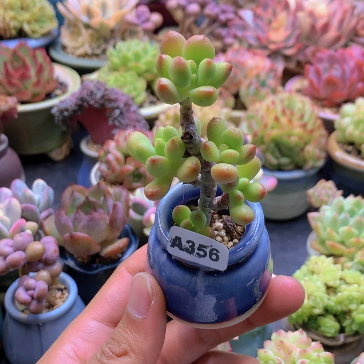 一物一拍含盆土满38包邮A356