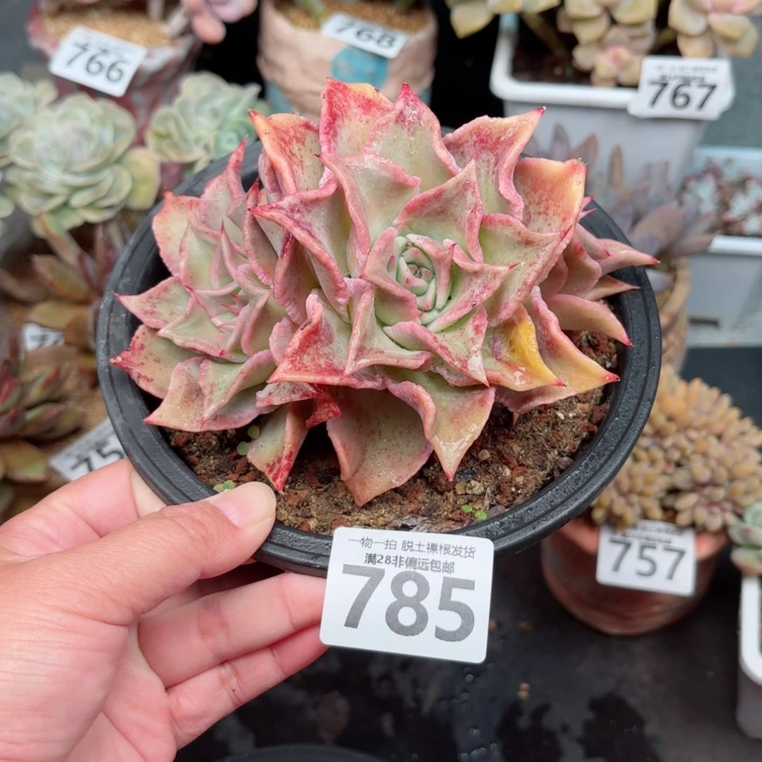 红饺子皮无盆土发货