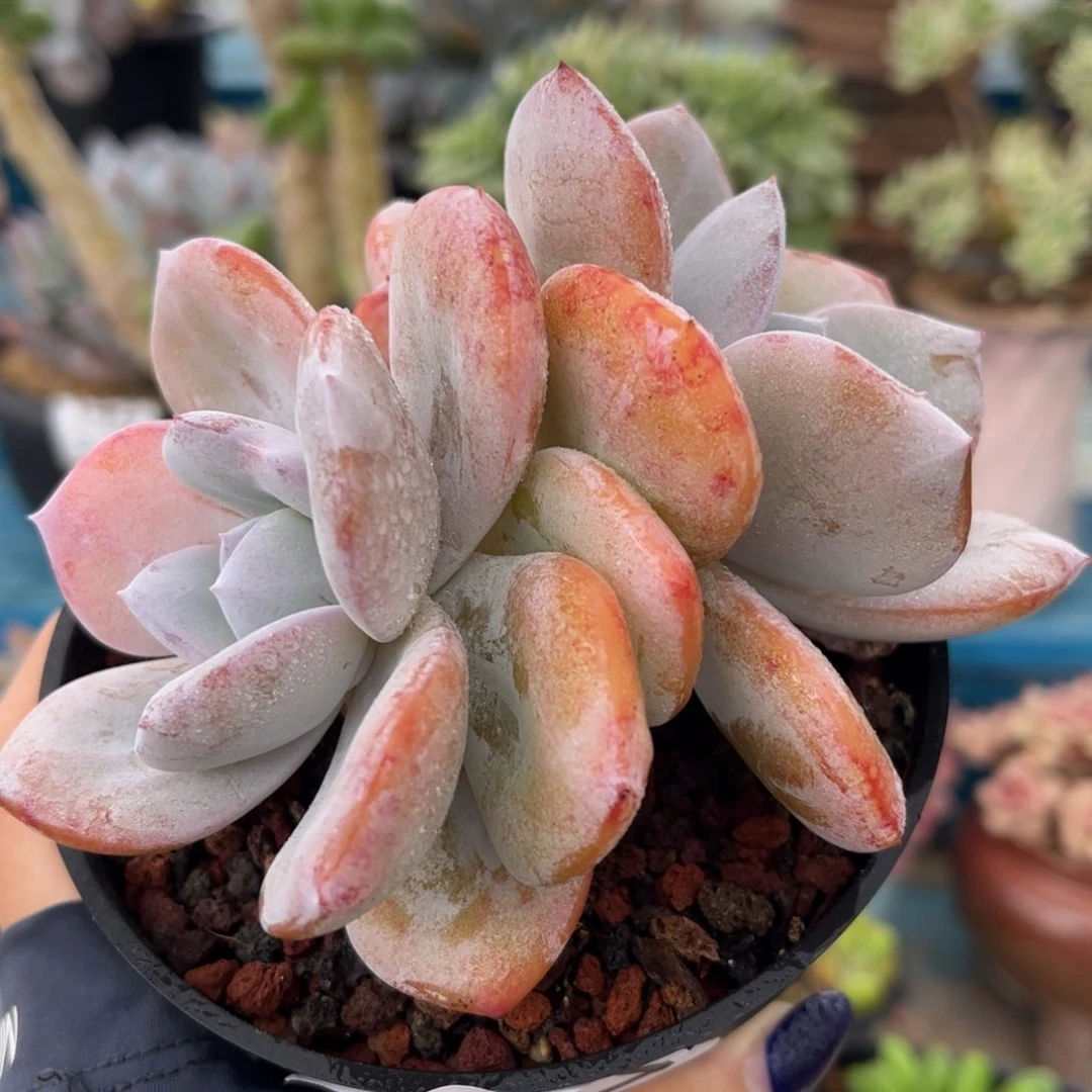 一物一拍：奶茶双头337