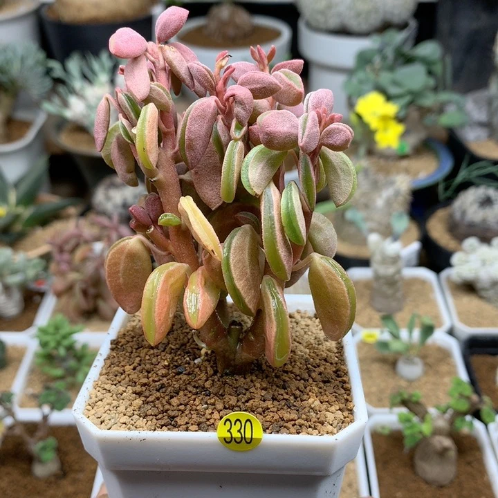 粉背椒草脱土不包掉叶子330
