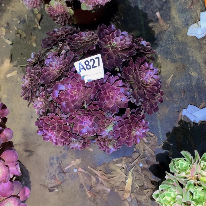 ****а无花朵黑铜8270000000