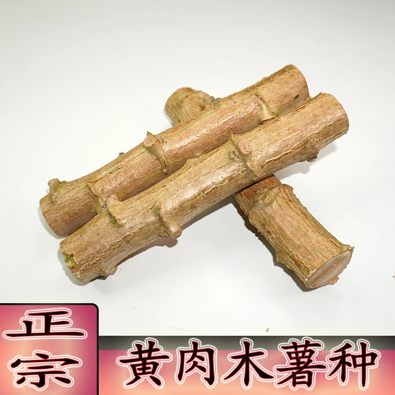 广西黄心鸡蛋木薯种正宗黄肉木薯食用面包粉糯软糖水店高产根茎苗