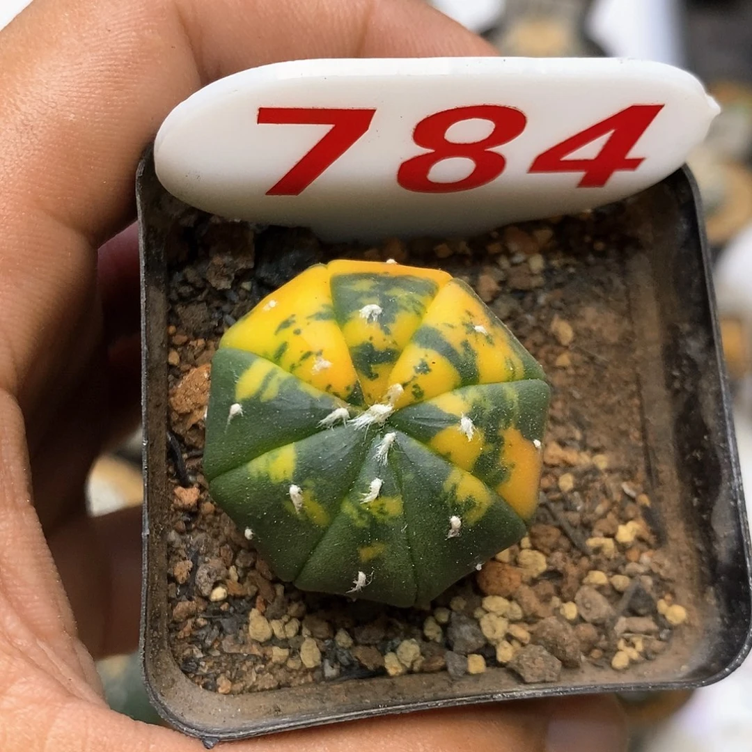 784福利特价来了哦亲