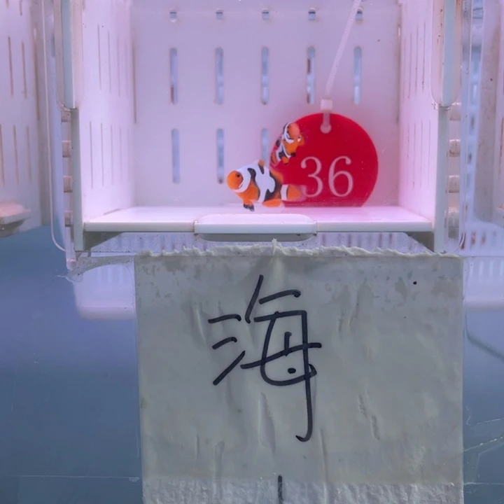 海水鱼精品毕加索2条2-3