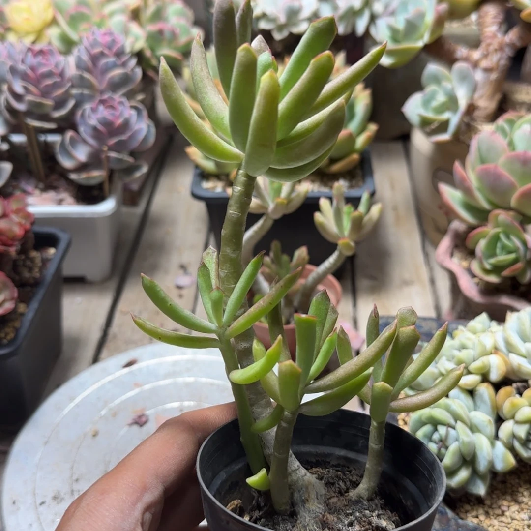 小竹马多肉植物touzhugu
