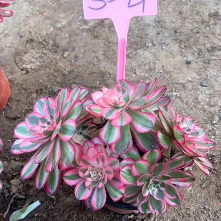 5-21荔枝多肉植物