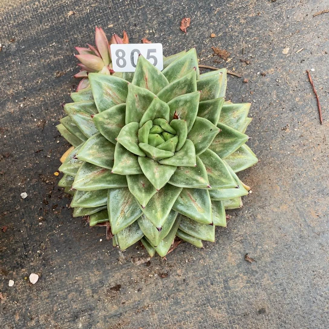 若如东云组拍805