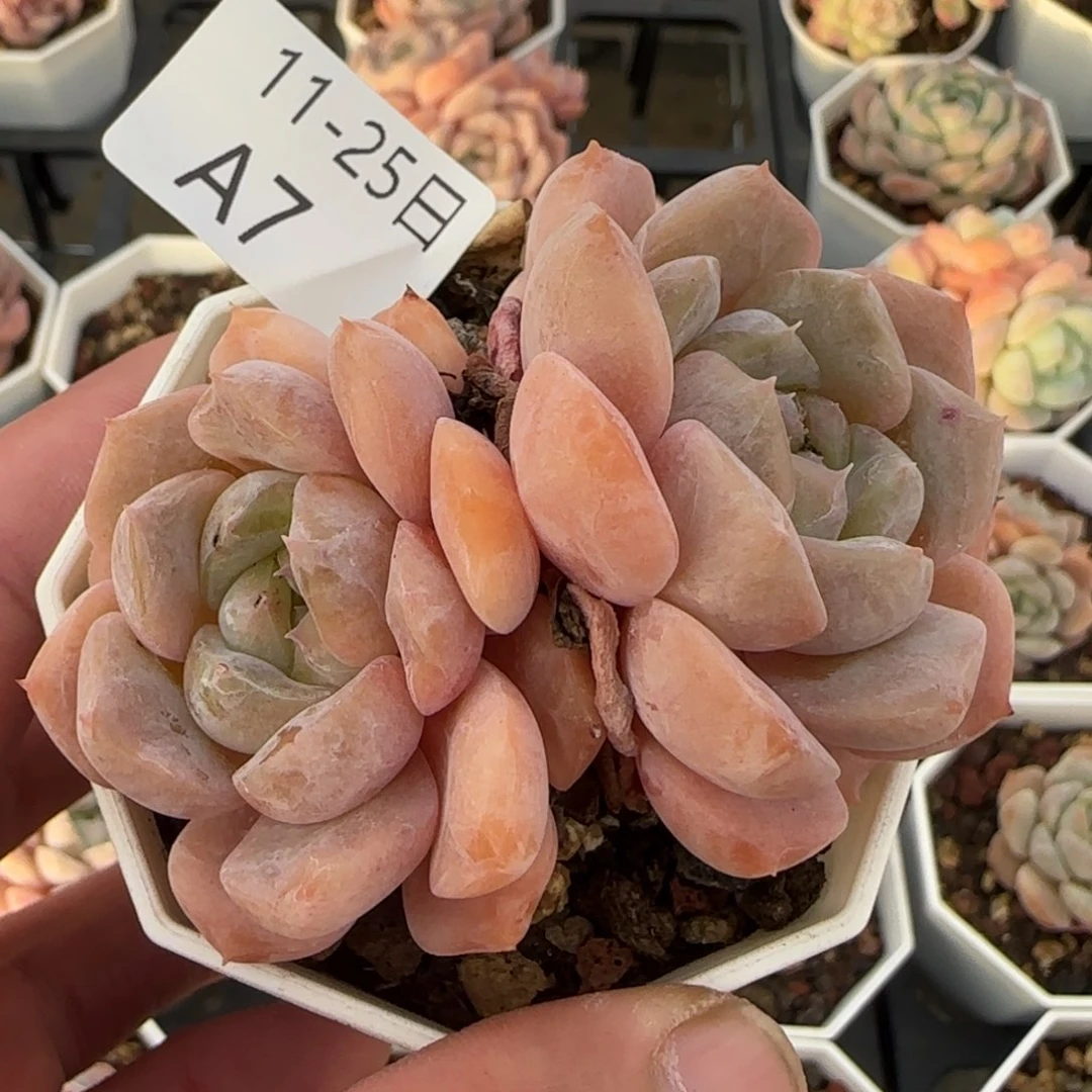 纯爱双头一颗脱土