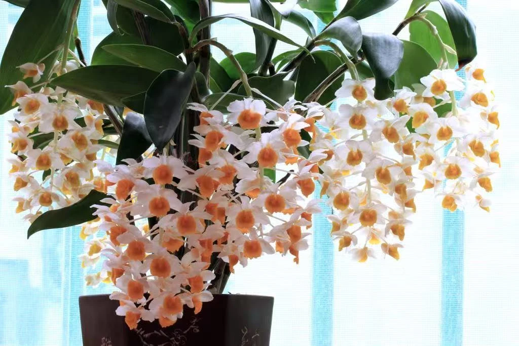 鑫斛庄园石斛-球花石斛