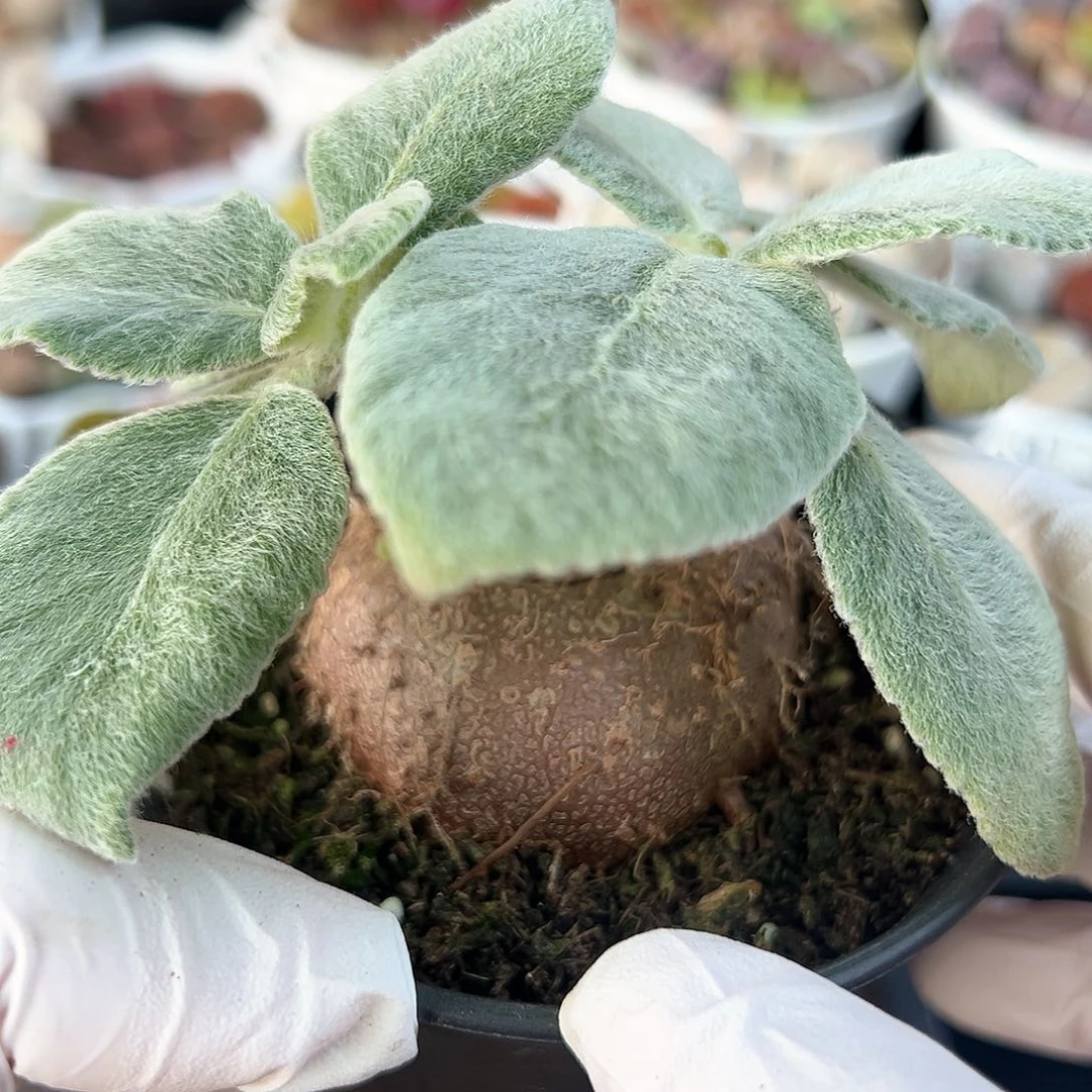 好养易活生石花大母本0304