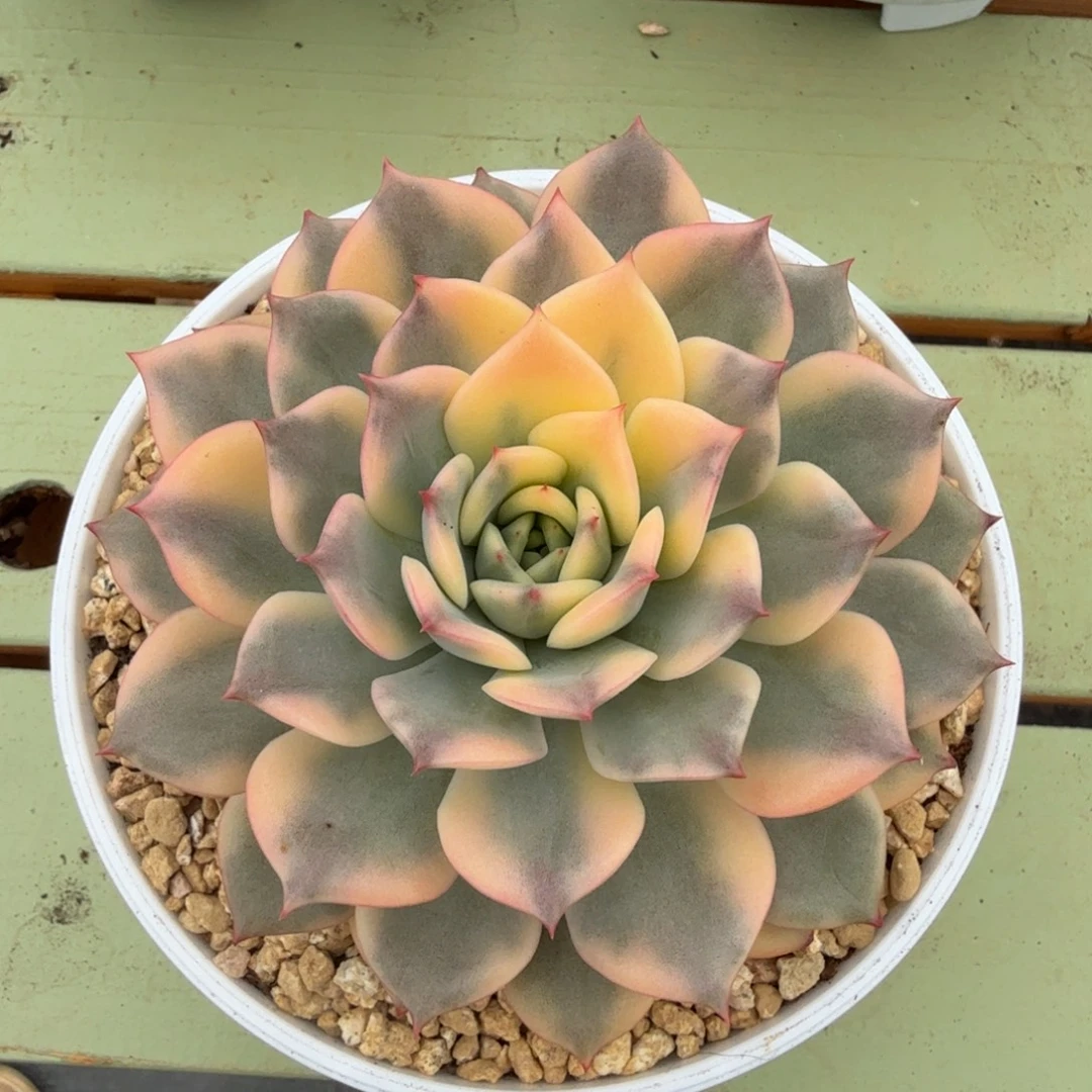 粉艾丽卡锦锦上园艺一物一拍
