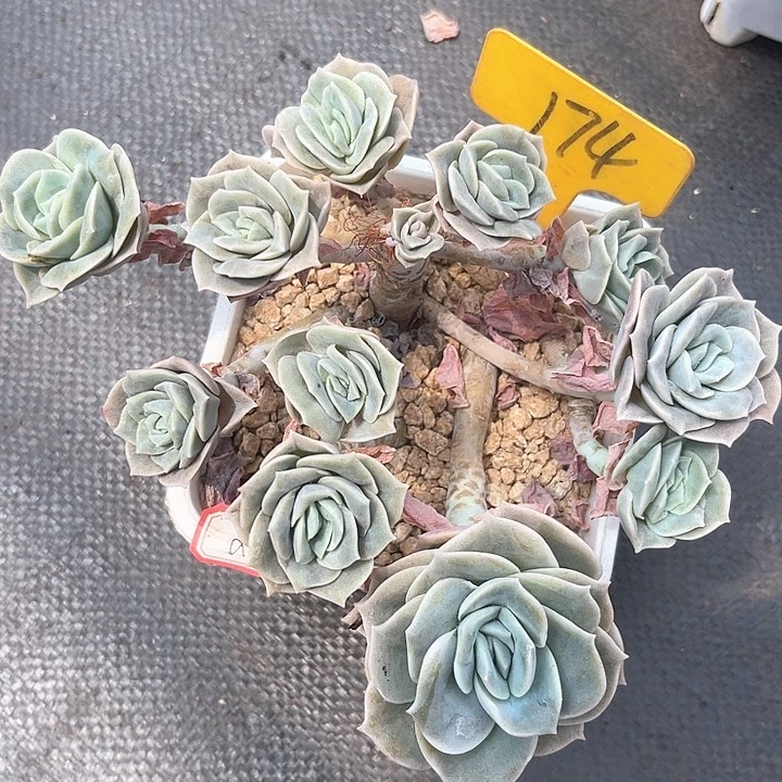 晨语多肉，一物一拍174可爱玫瑰