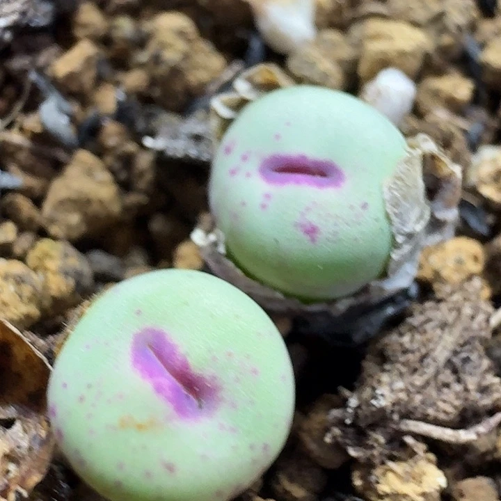 q***t老马生石花p嘴2703