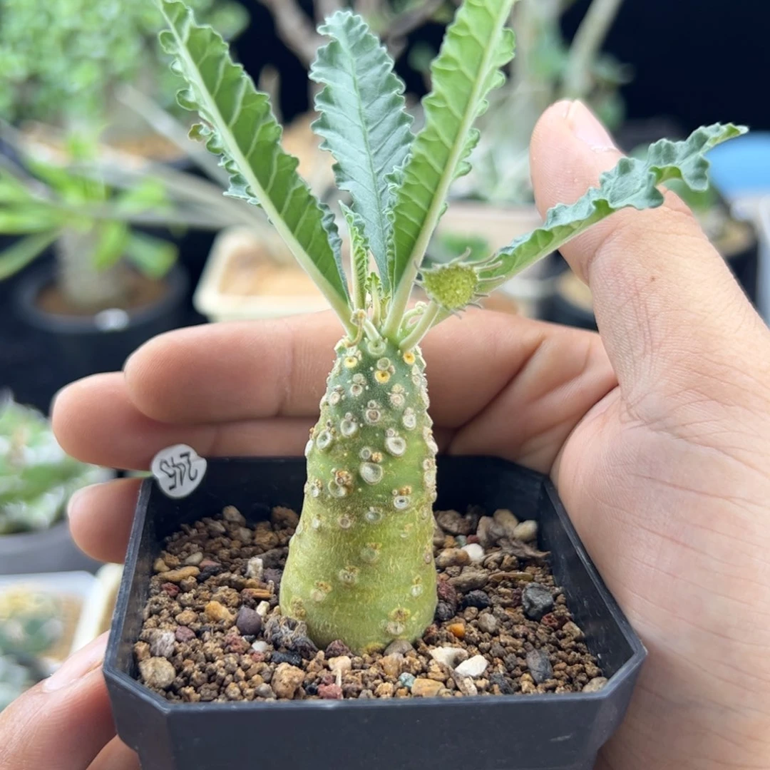 椰子琉桑一物一拍带盆发