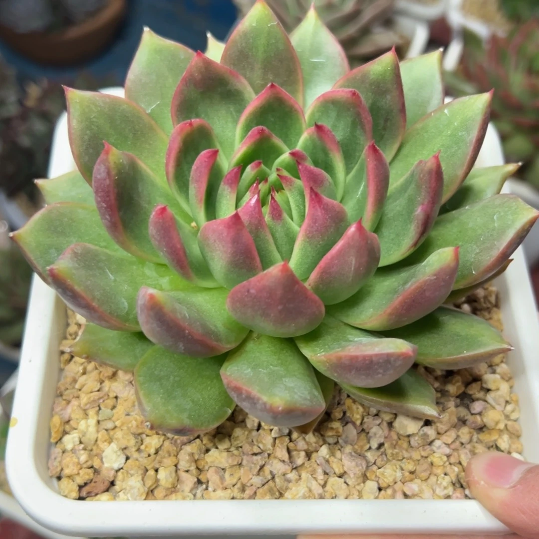 多肉植物一物一拍（61号）