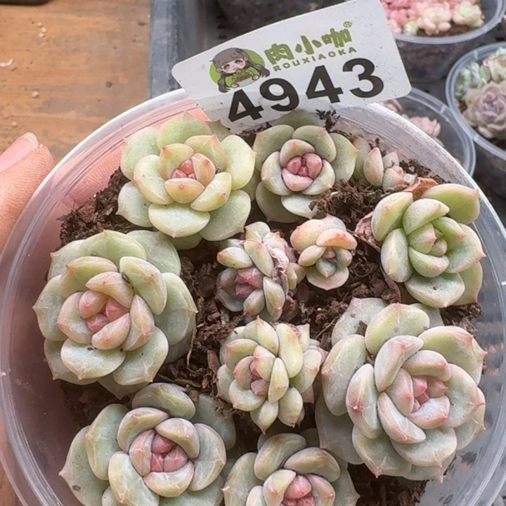 多肉植物多肉植物