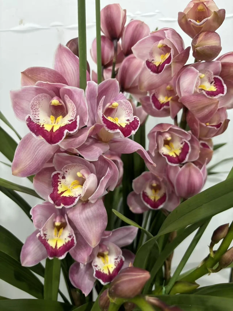 老黑家的蕙兰【福星】大花惠兰 年宵花 春节盆栽室内好养活