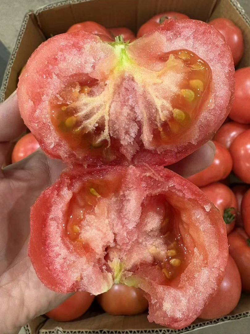拍5发6斤 快递到家 天津老味西红柿 沙瓤 不催熟正常成熟