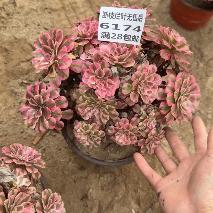 6174二号棚红铜壶丛林L