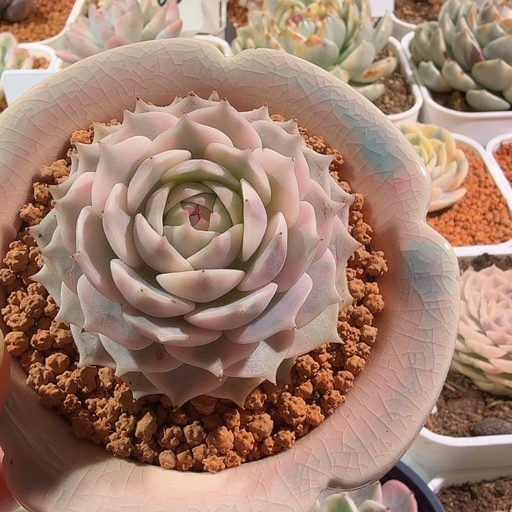 露娜连锦多肉植物